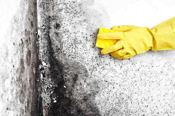 Best Post-Flood Mold Remediation in Cornelia, GA