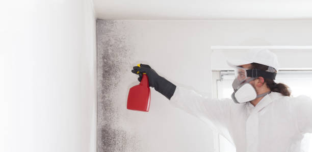 Best Insurance-Related Mold Remediation in Cornelia, GA